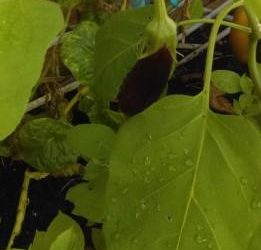 How to Grow Lebanese Eggplants