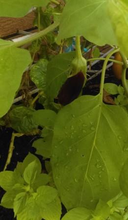How to Grow Lebanese Eggplants