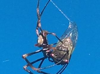 Garden Spiders: Golden Orb in the Garden