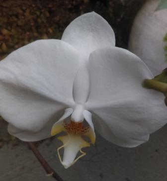 Tips for growing a Phalaenopsis Orchid