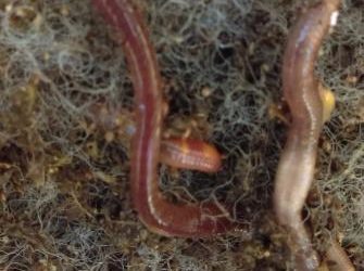 The Difference between Compost Worms and Earthworms