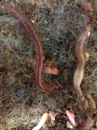 The Difference between Compost Worms and Earthworms - Delectable Garden