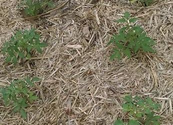 Importance of soil preparation