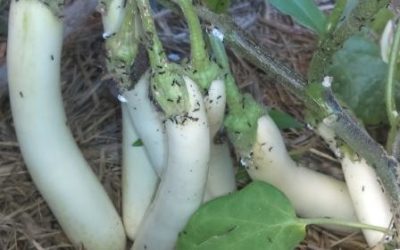 How to grow Lebanese Eggplants