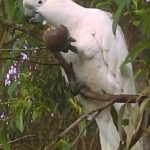 Sharing the love: Feeding our Native Birds