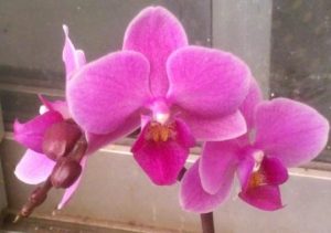 Tips for growing a Phalaenopsis Orchid