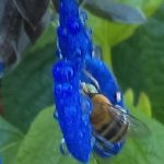 Native Bees and Backyard Buddy's for Your Garden