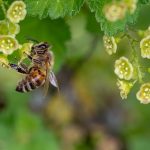 Native Bees and Backyard Buddy's for Your Garden