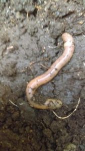 The Difference between Compost Worms and Earthworms