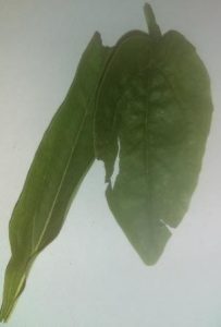 How to grow Echinacea plants?