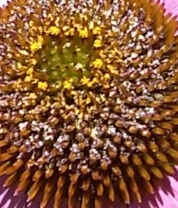 How to grow Echinacea plants?