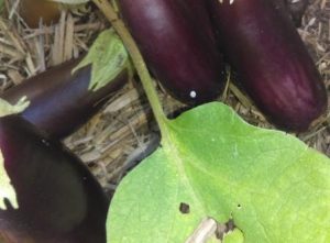 How to grow Lebanese Eggplants
