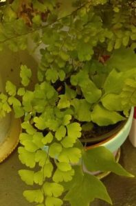 Maidenhair Ferns: How to plant and grow Maidenhair Ferns