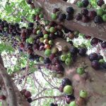 Top 10 Must Have Fruit Trees To Grow in the Sub-tropics