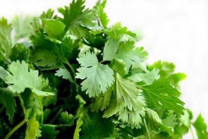 Growing Coriander: The Tips on How to Grow it in Brisbane