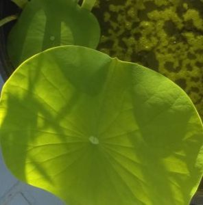 Growing Water Lotus