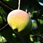 Top 10 Must Have Fruit Trees To Grow in the Sub-tropics