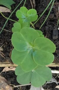 Oxalis - A story About a Nasty Weed