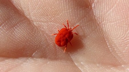 Red spider mite