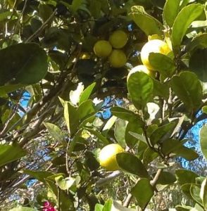 Gardening: Grow Your Own Sublime Limes in the Subtropics