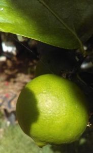 Gardening: Grow Your Own Sublime Limes in the Subtropics
