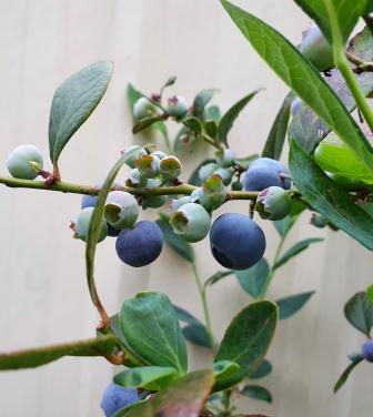 Are Blueberry’s Easy to Grow?