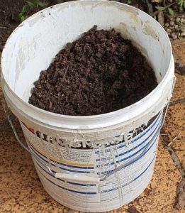 Paint bucket repurposed to grow potatoes