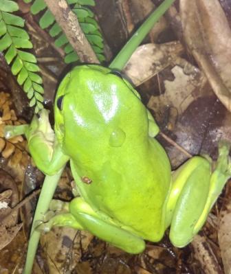 How to create a frog friendly garden
