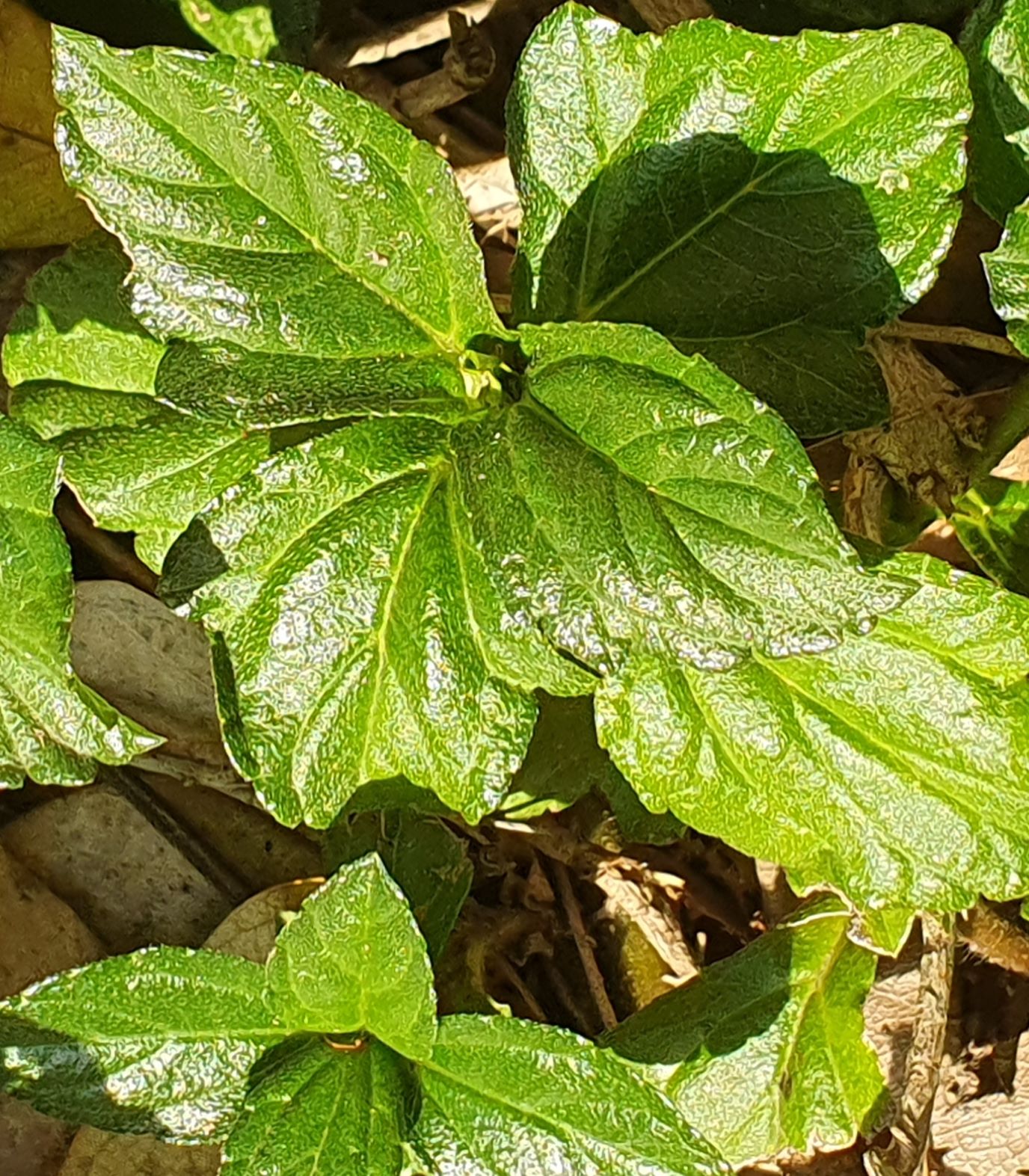 Singapore Daisy