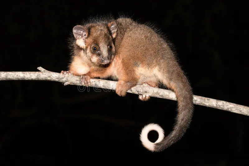 Ringtail Possum