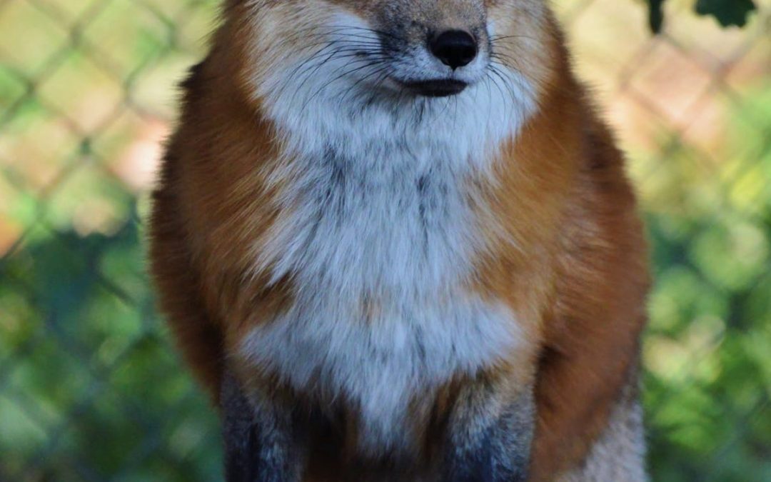 Feral Red Fox