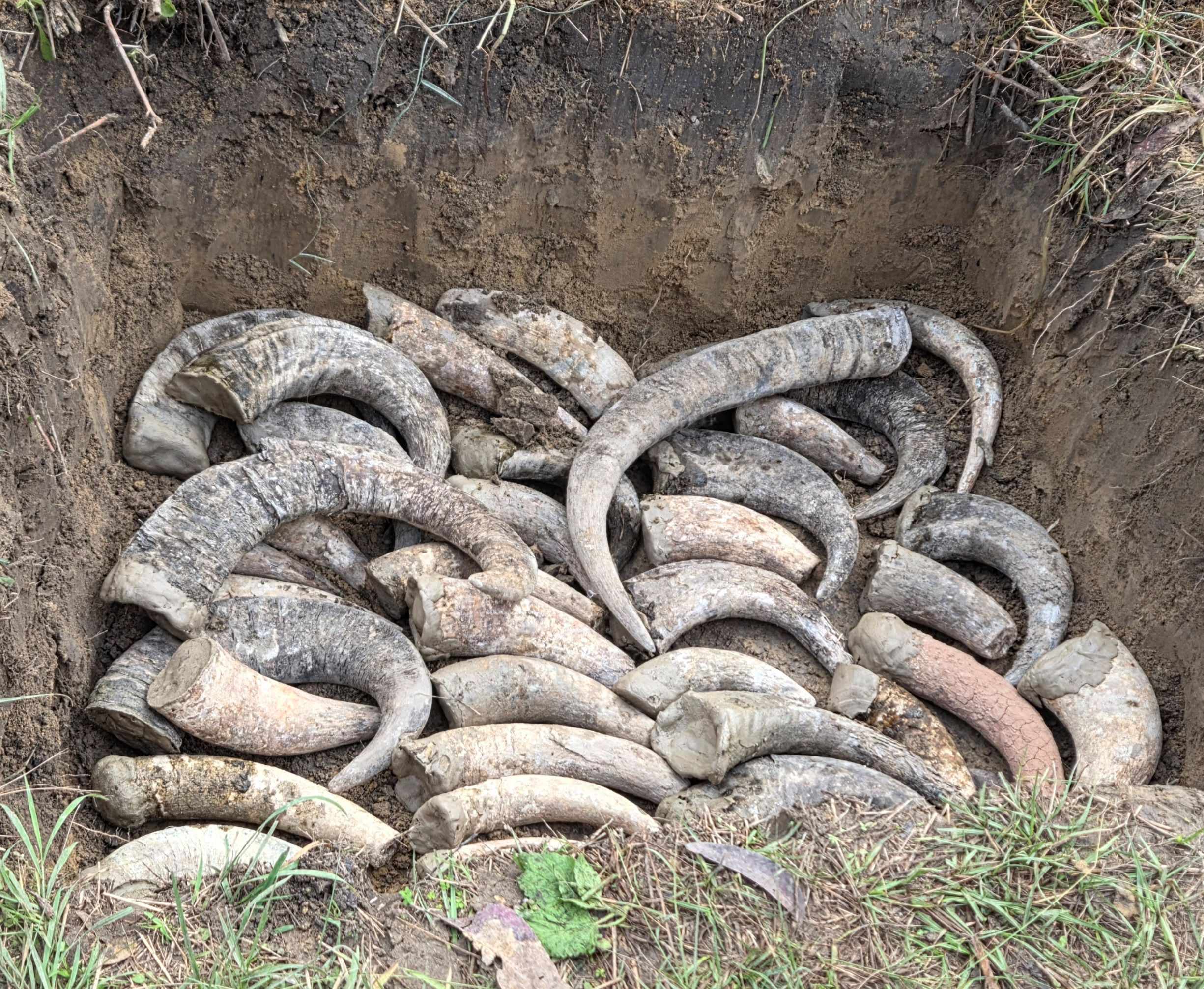 20250629_110841 horn2