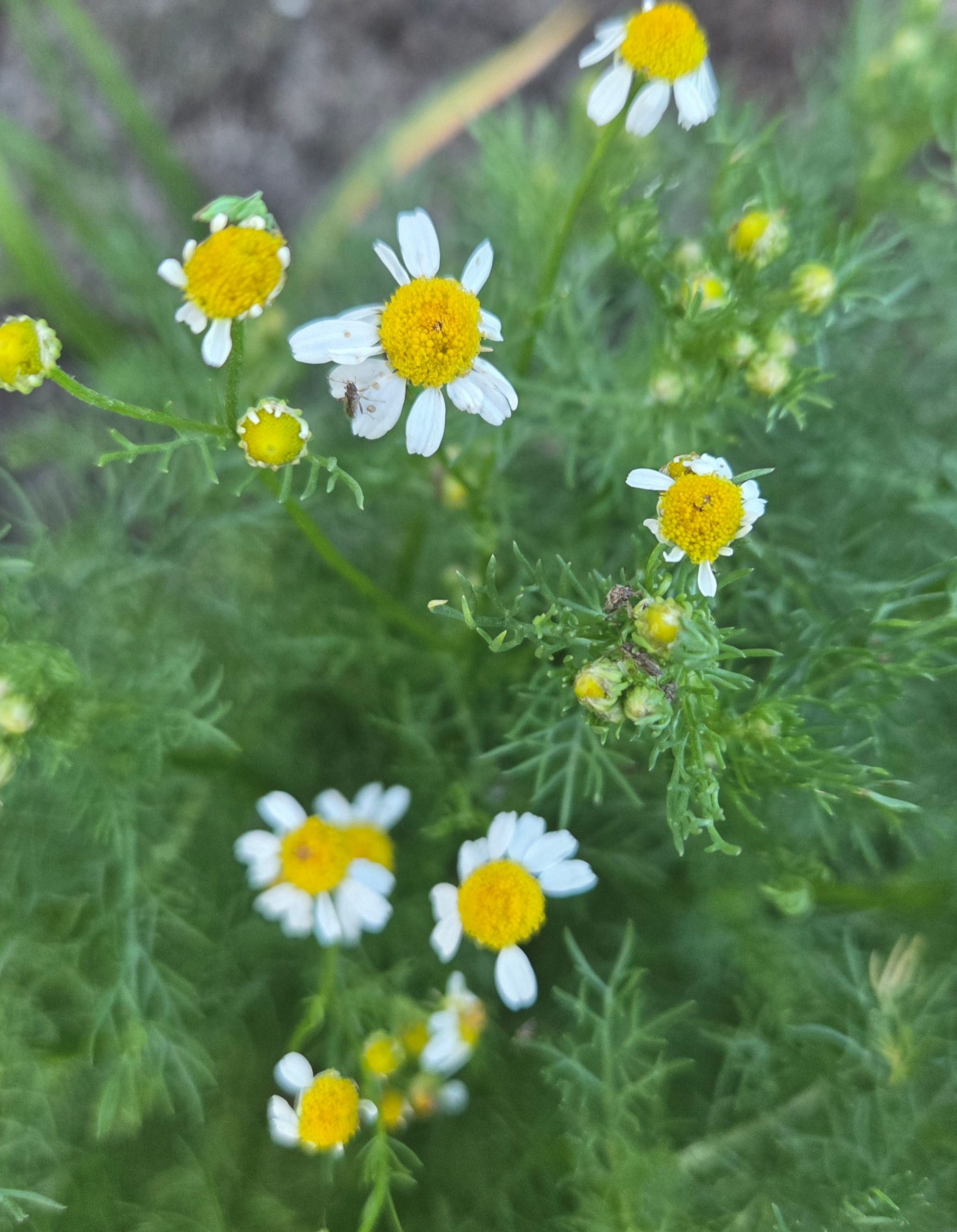 20250629_110841 horn2